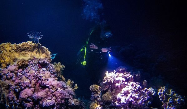 SPECIALTY FOUR DIVES